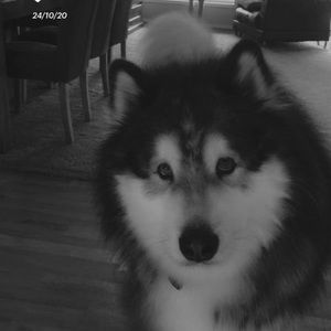 Meet your Posher, Annalise